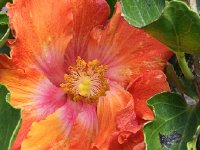 IMG 5035  Hibiscus in Madeira Botanical Garden
