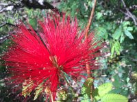 IMG 5037  Madeira Botanical Garden