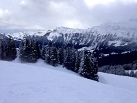 IMG 0207  last views of the spruce trees