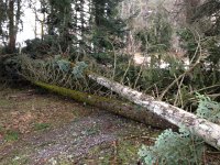 IMG 0174  5 Jan - damages up in Caux