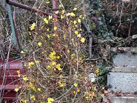 IMG 0415  the jasmine, formerly on the balcony, flowering in the garden