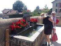 IMG 2596  cooling off at the water trough