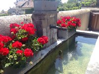 IMG 2597  delightful