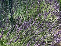 IMG 9022  and loving it!