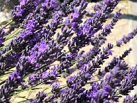 IMG 9024  lavender up close