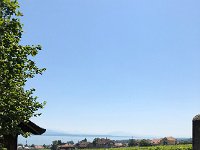 IMG 9039  vine landscape