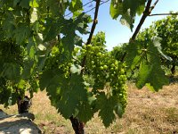 IMG 9053  grapes in the sun