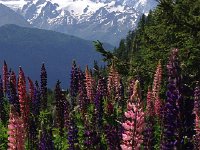 IMG 2658  with mountain background