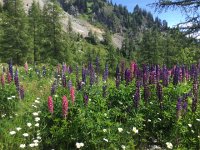 IMG 5654  a batch of lupines