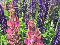 IMG 5666  one last look