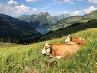 IMG 9184  Lac d&#39;Hongrin with cows