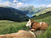 IMG 9185  very comfy cows