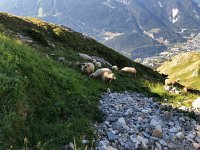 IMG 9263  many different breeds together