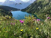 IMG 9267  flowers above one of two power lakes