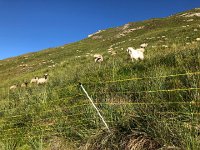 IMG 9283  guard dogs