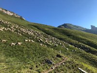 IMG 9285  fence used to keep the sheep and the dogs away from hikers