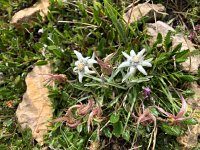 IMG 9291  including edelweiss