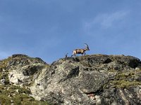 IMG 9307  young males