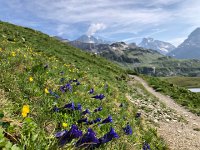 IMG 9311  more flowers