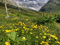 IMG 9313  we encoutered more flowers
