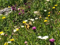 IMG 9319  butterflies