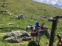 IMG 9321  donkey with child&#39;s seat at the Refuge Entre Deux Eaux