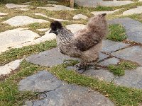 IMG 2838  a Cochin chicken