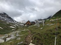 IMG 9322  approaching the hut we noticed some small equids