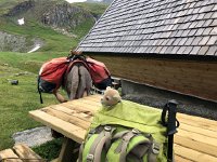 IMG 9324  a rental donkey and a pack with equipment for small children