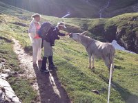 IMG 2852  Christine &#34;conversing&#34; with another rental donkey