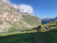 IMG 9343  we run into cowz