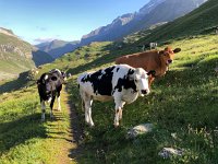 IMG 9344  young cowz