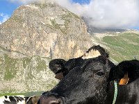 IMG 9348  curious cowz