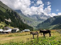 IMG 9357  the donkeys themselves