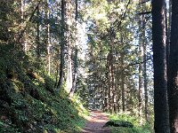 IMG 9363  nice forest sections