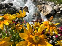 IMG 9369  Finally, the bottom of the valley and flower boxes on the bridge over the steam