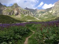 IMG 2919  massive flowering weed field above the hut