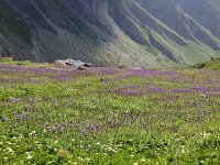 IMG 2921  I continued up through the field