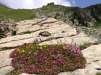 IMG 2926  cushion plants