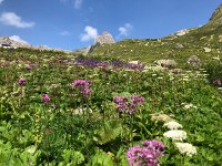 IMG 9383  flowers on the approach to the hut