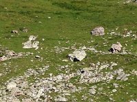 IMG 2962  Christine (see her?) just below the Col de Bresson