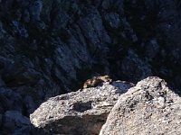 IMG 2968  marmots sunning themselves