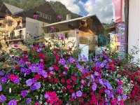 IMG 9397  flowers in Beaufort