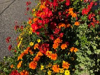 IMG 9145  where the flower boxes are lovely