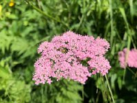 IMG 9148  flies love this