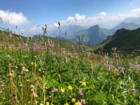 IMG 9157  pasture on top