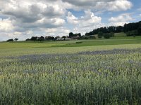 IMG 8635  blue flowers in the wheat