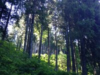 IMG 2392  Through the forests on the route normale up R de N