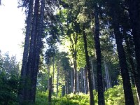 IMG 2393  Deciduous among spruce