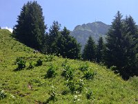 IMG 2411  gentiane/corn lily